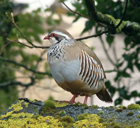red-legged partridge